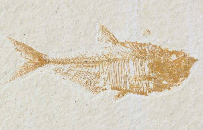 Diplomystus Fossil Fish - Wyoming #52720